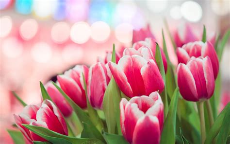 Pink Tulips Wallpaper ·① Wallpapertag