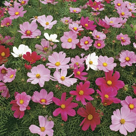 Cosmos Sonata Mixed Flower Seeds From Dt Brown