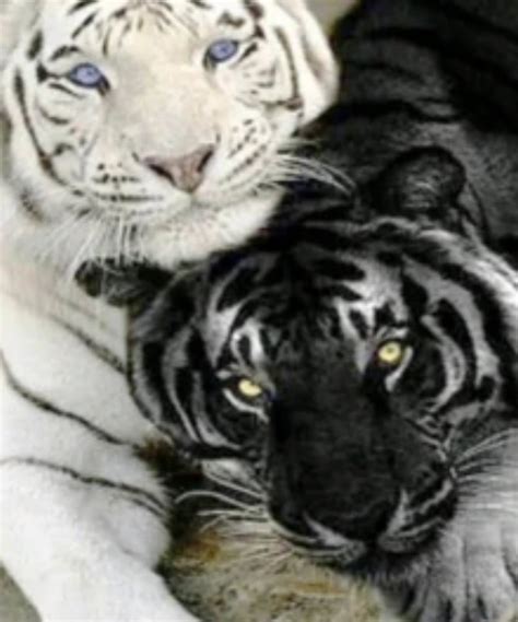 Black Tiger Or White Tiger Black Tigers Kitten Images Cats
