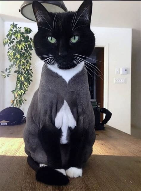 Unique Cat Markings That Look So Good You Think They Re Fake