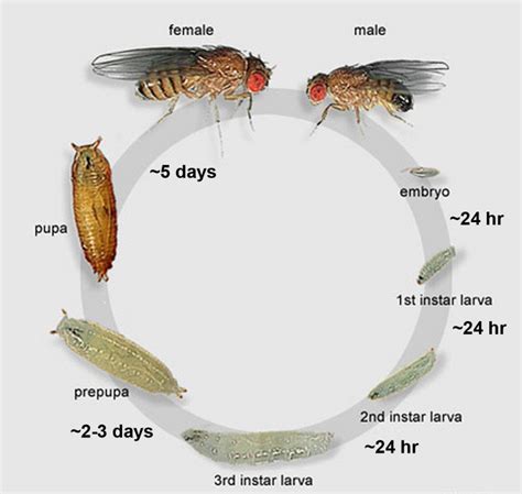 life cycle of drosophila melanogaster download scientific diagram free download nude photo gallery