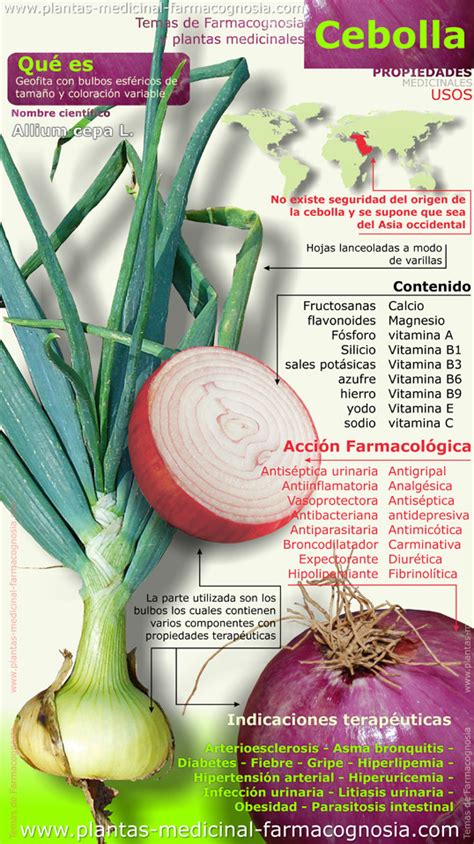 Propiedades De La Cebolla Infografía Farmacognosia Plantas Medicinales