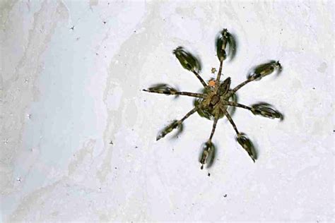 What Do Fishing Spiders Eat Detailed Guide