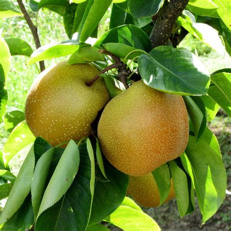 Shinseiki Asian Pear Trees For Sale
