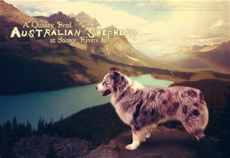 Australian Shepherd Stock 1 By Pompierl On Deviantart