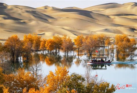 Beautiful Scenery Of Populus Euphratica In Nw Chinas Xinjiang1