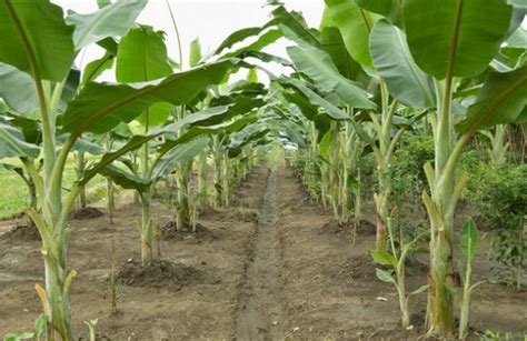 Ini Dia 5 Langkah Menanam Pohon Pisang Agar Cepat Berbuah