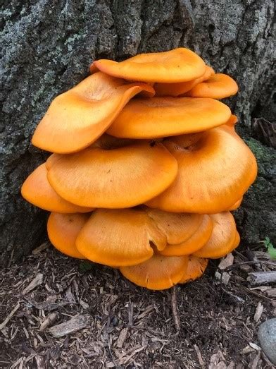 Fungus Fun Facts Jack Olantern Mushroom Kramer Tree Specialists