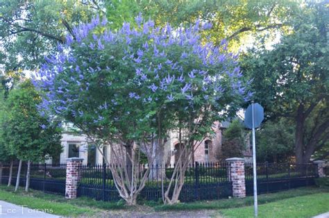 Yellow flowering trees in texas. Texas Lilac Vitex Tree | Vitex tree, Purple flowering tree ...