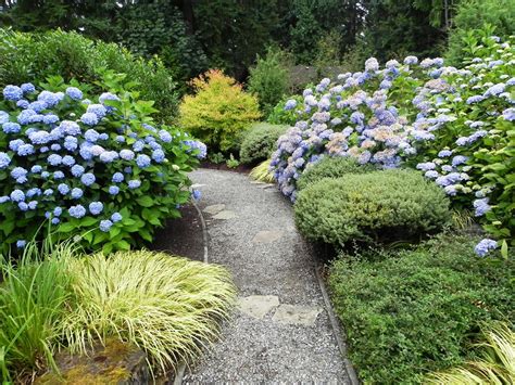 Hydrangea Macrophylla Sublime Garden Design Landscape Design