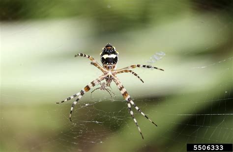 Silver Garden Spider Argiope Argentata