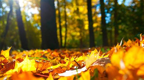 Forest Autumn Leaves Welcome Autumn Hd Wallpaper Pxfuel