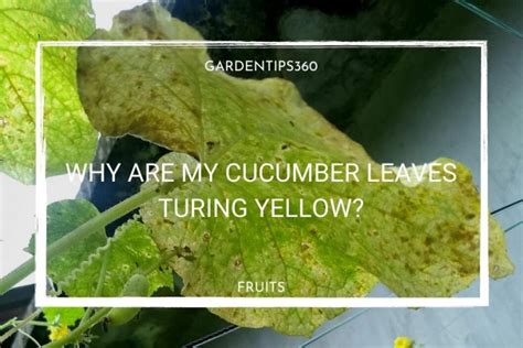 Why Are My Cucumber Leaves Turning Yellow Garden Tips