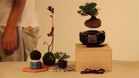 Floating Bonsai Trees Are A Thing Now
