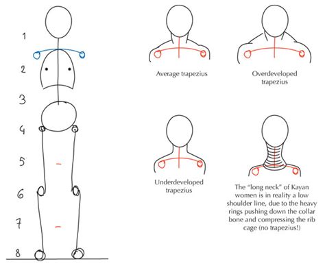 Human Anatomy Fundamentals Basic Body Proportions Envato Tuts