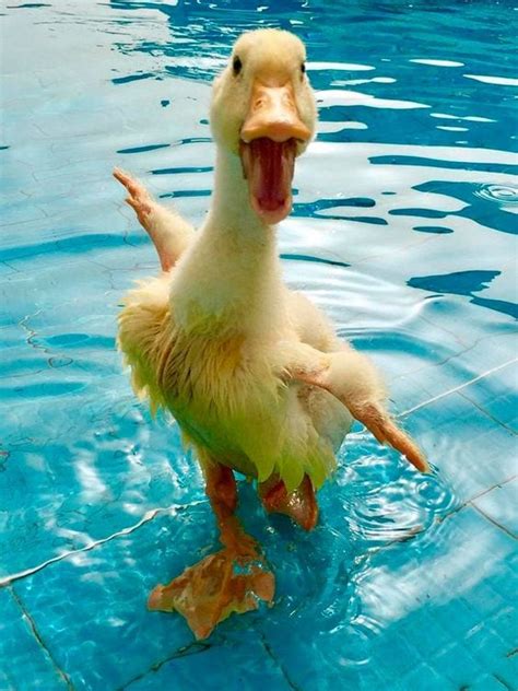 A Wet Duck Is A Happy Duck Too Cute To Bear