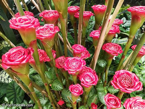 Etlingera Corneri Rose Of Siam
