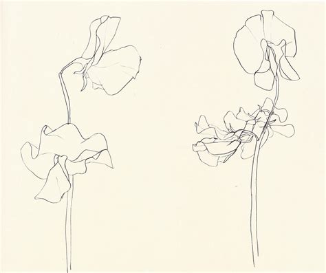 Ellsworth Kelly, Plant Drawings From The Financial Times: “Rendered