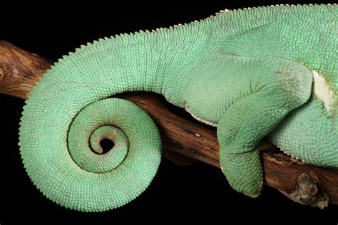 Veiled Chameleon Tail Detail Photograph By David Kenny Fine Art America