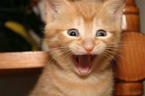 20 Funny Shocked Cat Memes Funny Cat Photos Funny Cat Pictures