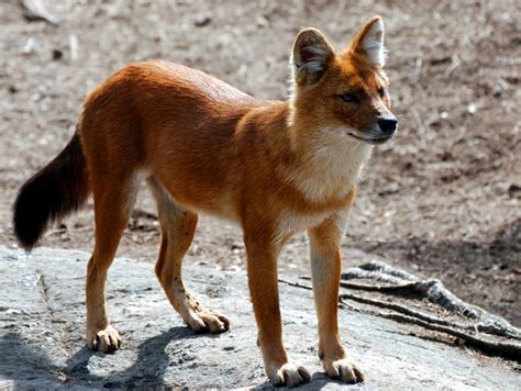 Animals Anonymous Dhole And African Wild Dog By Mylovelypet On Deviantart