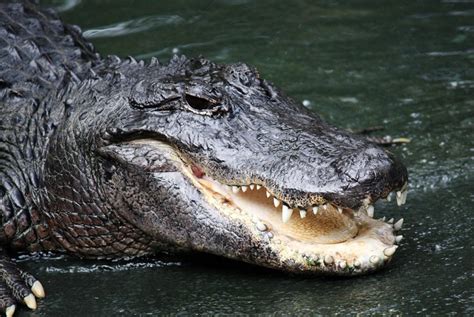 Alligator Attacks And Kills Woman Who Was Walking Her Dog In South