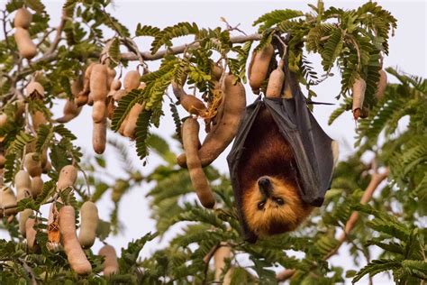 Protecting Island Flying Foxes In The Face Of Eurekalert