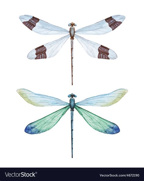 Watercolor Dragonflies Royalty Free Vector Image