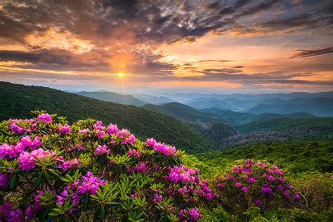 Blue Ridge Parkway Photography Appalachian Rhododendron Bloom Sunset