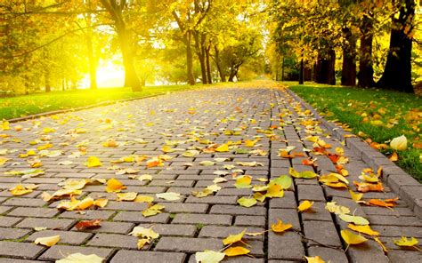 Download Autumn Leaves On The Path In Park Hd Wallpaper By Jmccoy71