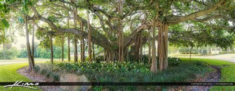 Macarthur Banyan Tree Palm Beach Gardens Hdr Photography By Captain Kimo