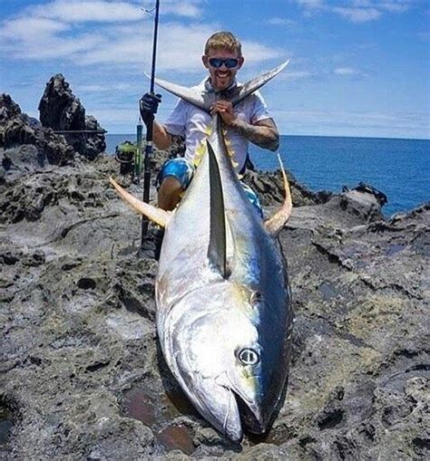 I'm sure we all know awesome nutritional value of tuna. Aloha! Please Check us out! www.YoungBloodFishing.com Guide @youngbloodfishing # ...