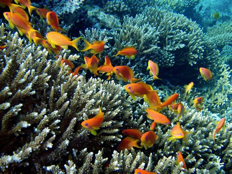 Free Images Diving Coral Reef Invertebrate Habitat Ecosystem