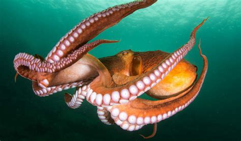 Squid Vs Octopus Whats The Difference