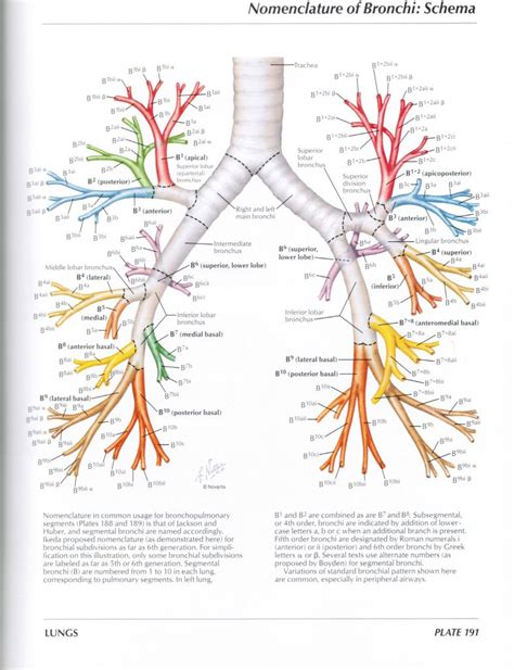 Anatomy Of The Bronchial Treeanatomy Of