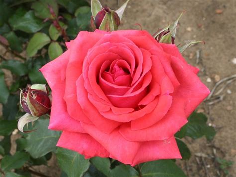 Rosa Hybrid Tea Fragrant Cloud Tanellis Roses Plants