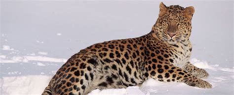 Amur Leopards Wwf Uk With As Few As 45 Adults Remaining In The Wild