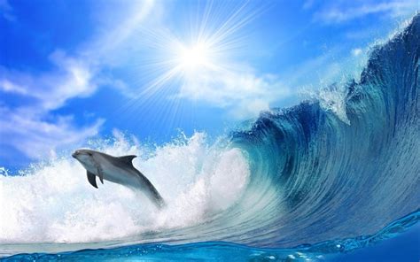 5019871 1920x1080 Dolphin Ocean Jump Fish Sunset  380 Kb