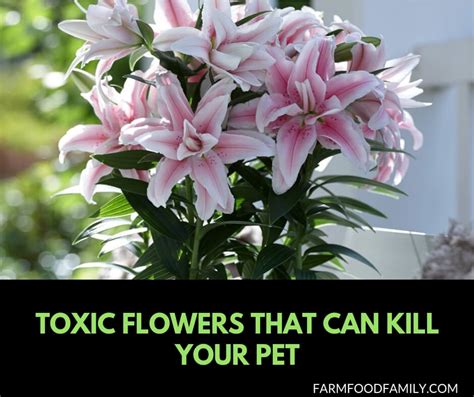 One of the allergens we test is human dander. 19+ Poisonous Plants to Dogs and Cats: Toxic Flowers Can ...