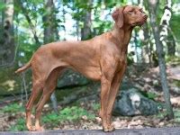 However free vizslas are a rarity as rescues usually charge a small adoption fee to cover their expenses ($100 to $200). Weimaraner Breeders in California