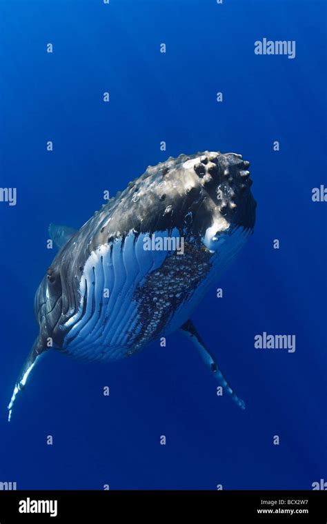 Humpback Whale Megaptera Novaeangliae Hawaii Usa Pacific Ocean