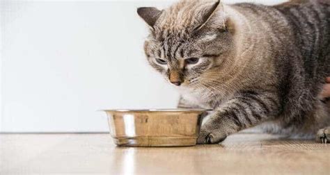 Soft dry food for cats is the answer to feeding senior cats, kittens, or any other cat with biting and chewing problems. 8 Best Soft Cat Food Reviews & Advice ( Dec. 2020 )