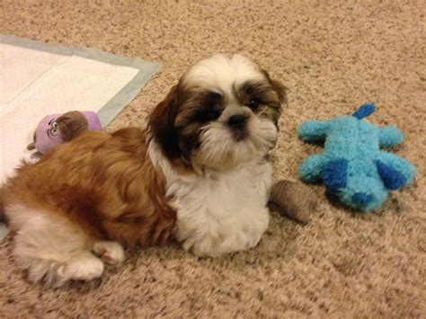 Benji Our Shih Tzu At 3 Months Old And The First Week At Our House