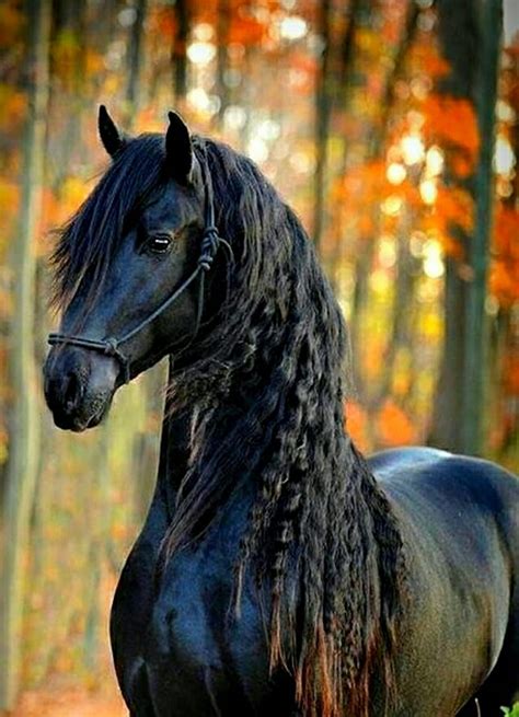 1920x1080px 1080p Free Download Friesian 2 Horse Black Horse