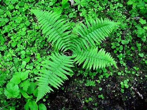 Regional pest management under the biosecurity act 1993, harbour and water navigation under the maritime transport act 1994 the wellington regional council was first formed in 1980 from a merger of the wellington regional planning authority and the wellington 23 october 2018. male fern - Thumbnail species image 4