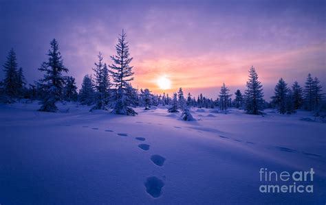 Winter Landscape With Taiga And Sunset Photograph By Oxana Gracheva
