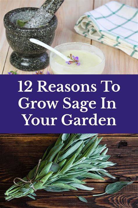 12 Reasons To Grow Sage In Your Garden Growing Sage Herbs Plant