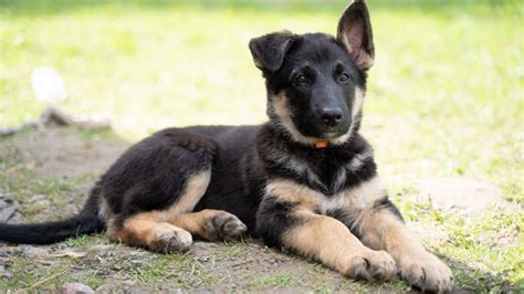How To Find A Free German Shepherd Puppy For Adoption All About