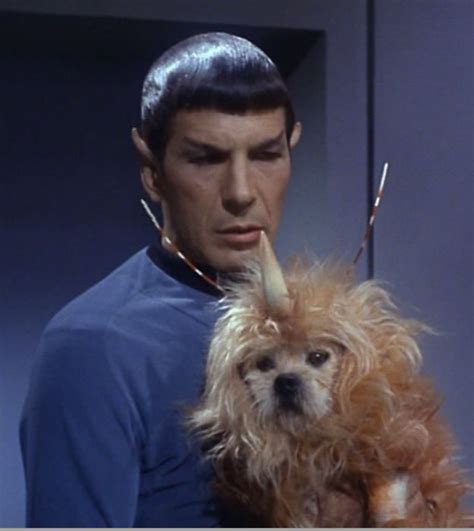 Spock Holding A Dog With A Unicorn Horn Your Argument Is