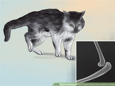 It occurs when the point of the elbow and the muscular structure do not develop normally, and is most commonly seen in large. How to Diagnose and Treat Dislocated Joints in Cats: 11 Steps